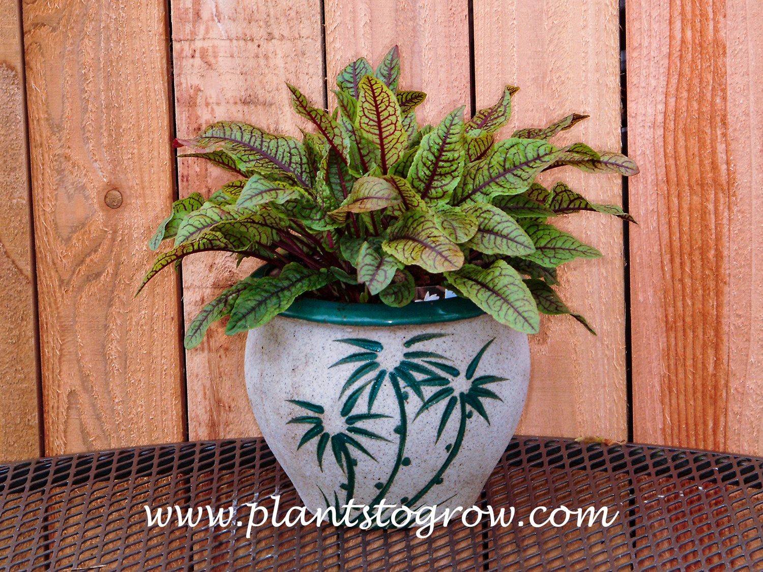 Red Veined Dock (Rumex sanguineus) 
I grew this plant in a pot during the summer, then planted it in the garden in late fall.  Lasted for about three years